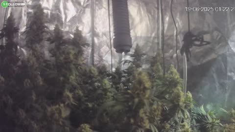 I Grew Two Strains Of Cannabis Side By Side - Which Is Better?