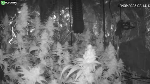 I Grew Two Strains Of Cannabis Side By Side - Which Is Better?
