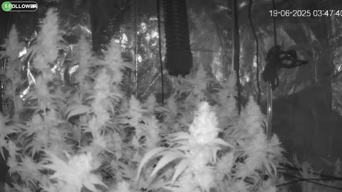 I Grew Two Strains Of Cannabis Side By Side - Which Is Better?