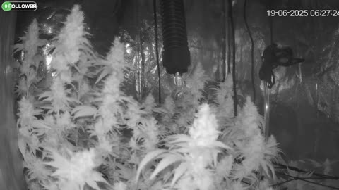 I Grew Two Strains Of Cannabis Side By Side - Which Is Better?