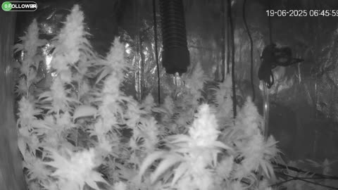 I Grew Two Strains Of Cannabis Side By Side - Which Is Better?