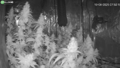 I Grew Two Strains Of Cannabis Side By Side - Which Is Better?