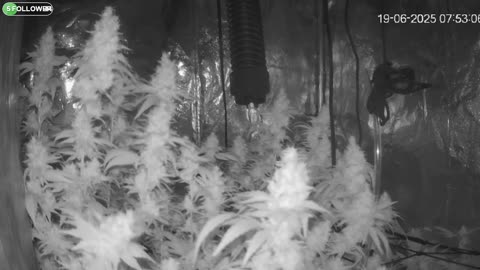 I Grew Two Strains Of Cannabis Side By Side - Which Is Better?