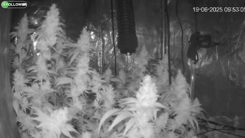 I Grew Two Strains Of Cannabis Side By Side - Which Is Better?