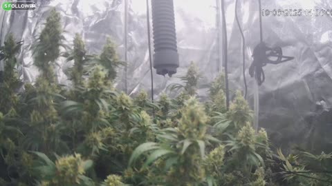 I Grew Two Strains Of Cannabis Side By Side - Which Is Better?