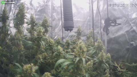 I Grew Two Strains Of Cannabis Side By Side - Which Is Better?
