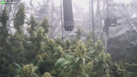 I Grew Two Strains Of Cannabis Side By Side - Which Is Better?