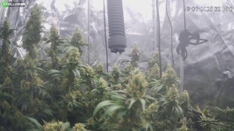 I Grew Two Strains Of Cannabis Side By Side - Which Is Better?