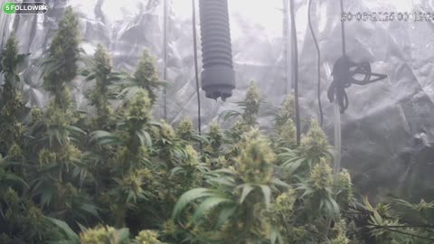 I Grew Two Strains Of Cannabis Side By Side - Which Is Better?