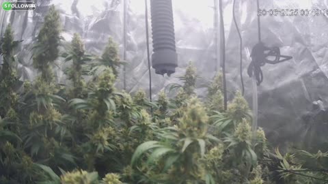 I Grew Two Strains Of Cannabis Side By Side - Which Is Better?