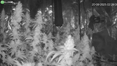 I Grew Two Strains Of Cannabis Side By Side - Which Is Better?