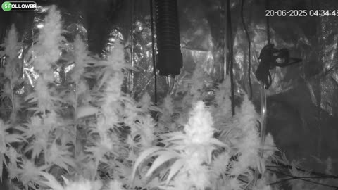 I Grew Two Strains Of Cannabis Side By Side - Which Is Better?