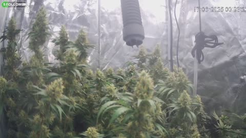 I Grew Two Strains Of Cannabis Side By Side - Which Is Better?