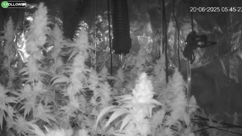 I Grew Two Strains Of Cannabis Side By Side - Which Is Better?