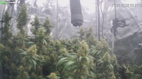 I Grew Two Strains Of Cannabis Side By Side - Which Is Better?