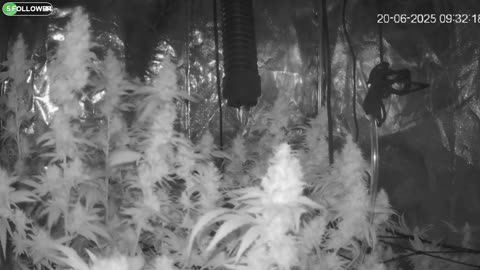 I Grew Two Strains Of Cannabis Side By Side - Which Is Better?