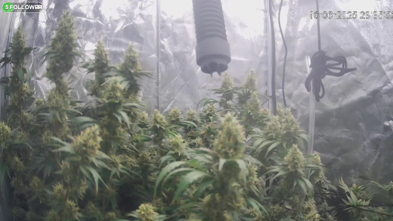 I Grew Two Strains Of Cannabis Side By Side - Which Is Better?