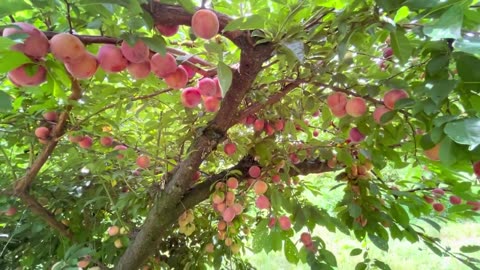 Plums Farm