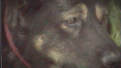 Cute Animal Ep224