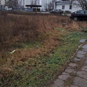 Panorama [Rumble Short]