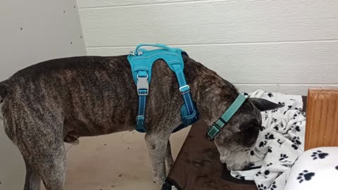 Rocky at Tucson Rescue Now TRN