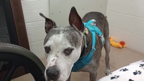 Rocky climbs wall when excited after eating Was jumpy seeing mom who volunteers with us@TRN202597266