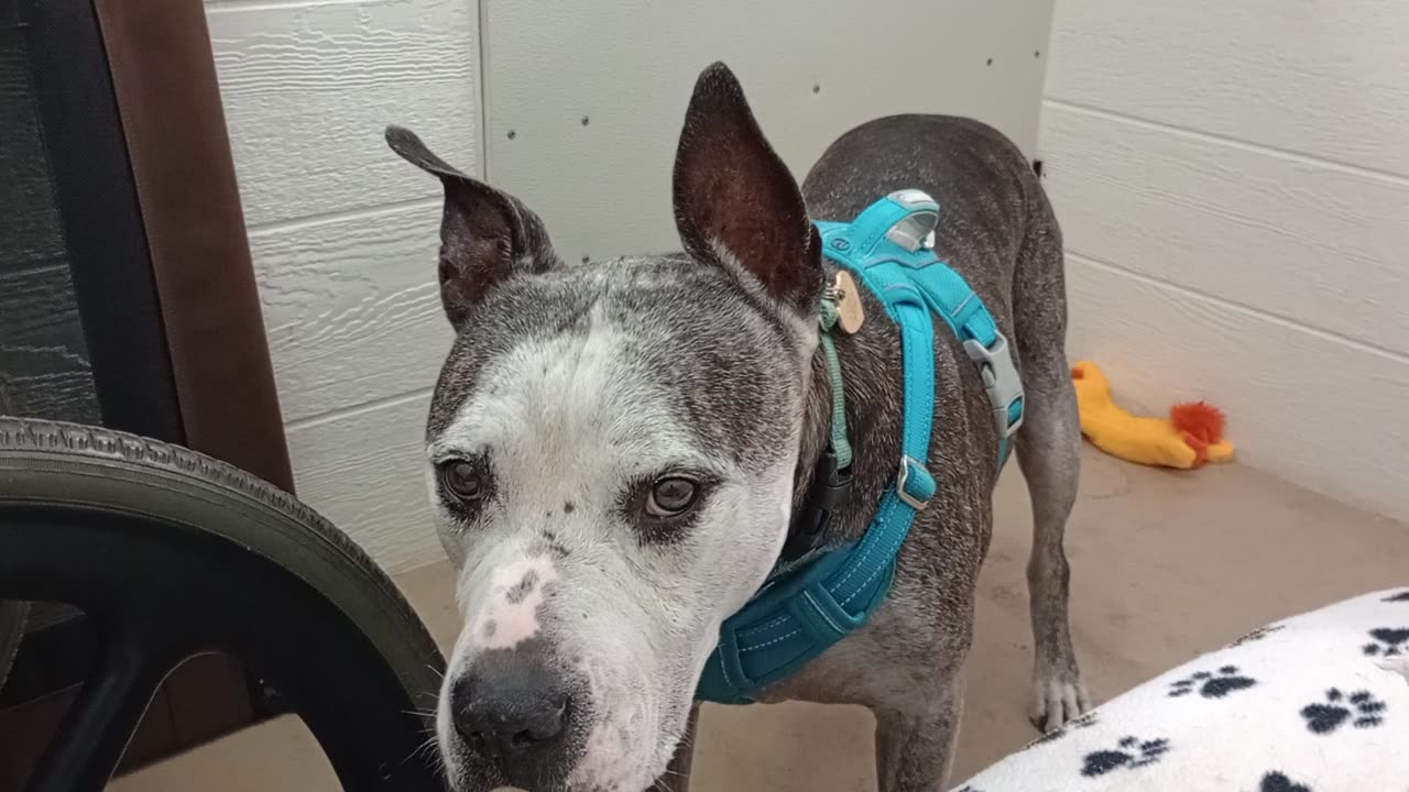 Rocky climbs wall when excited after eating Was jumpy seeing mom who volunteers with us@TRN202597266