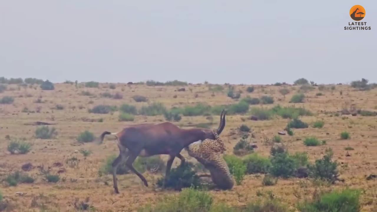 Determined Buck Miraculously Escapes Cheetah's Grip