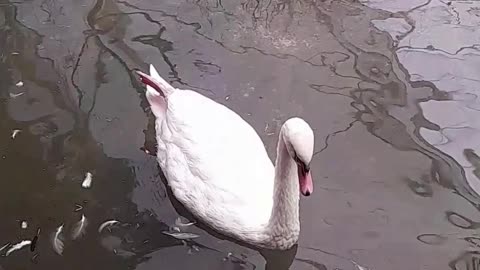 cisne