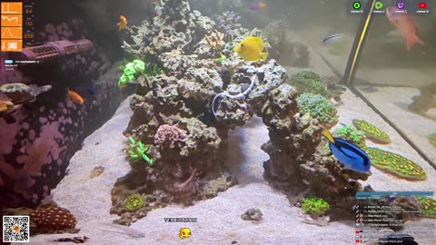 24/7 Real Live Reef Stream
