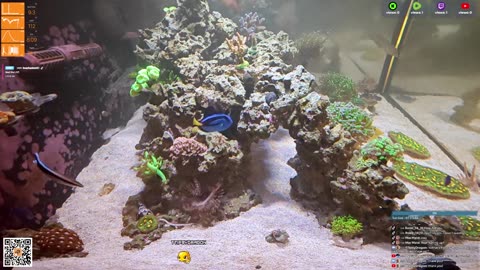 24/7 Real Live Reef Stream