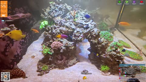 24/7 Real Live Reef Stream