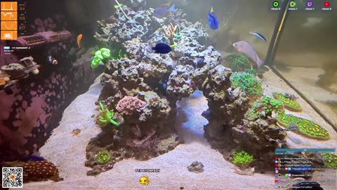 24/7 Real Live Reef Stream