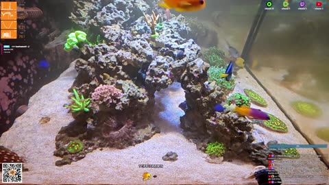 24/7 Real Live Reef Stream