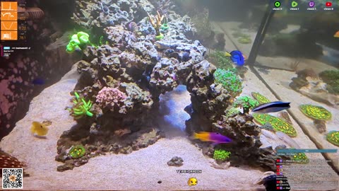 24/7 Real Live Reef Stream