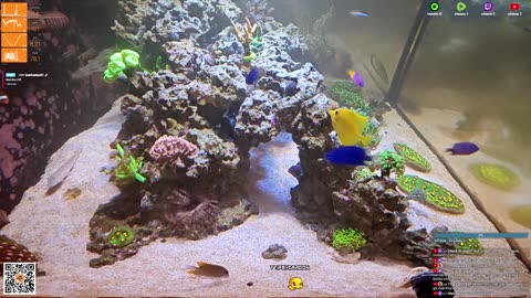 24/7 Real Live Reef Stream