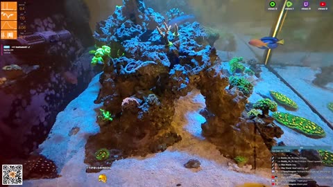 24/7 Real Live Reef Stream