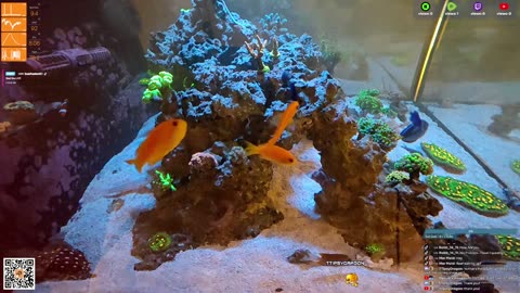 24/7 Real Live Reef Stream