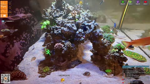 24/7 Real Live Reef Stream