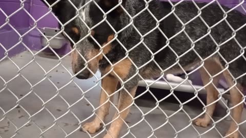 Blue 6y Pet Id 948743 kennel 29 HSSAZ shelter_20250905_181246054