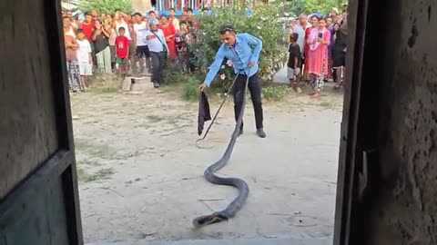 Catch king cobra snake