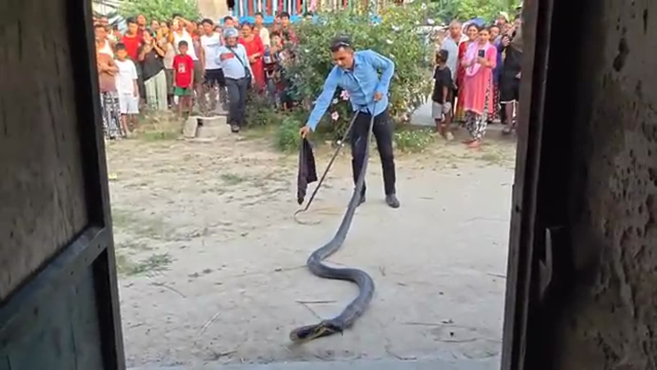 Catch king cobra snake