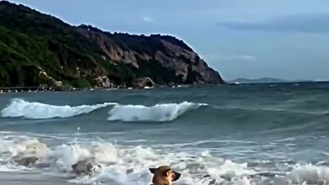 “Doggo learning to love the waves!