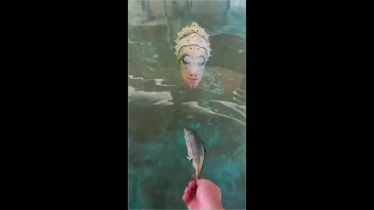 Human face squid