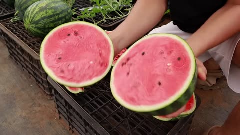 Growing watermelon at home is easy, big and sweet if you know this method
