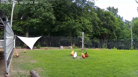 Grazing!