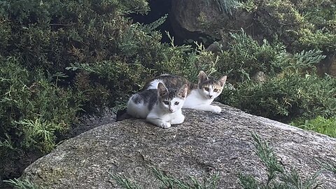 여름 시원하게 아기 고양이 #고양이 #cat