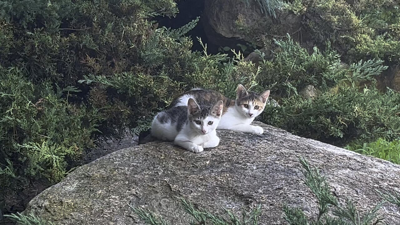 여름 시원하게 아기 고양이 #고양이 #cat