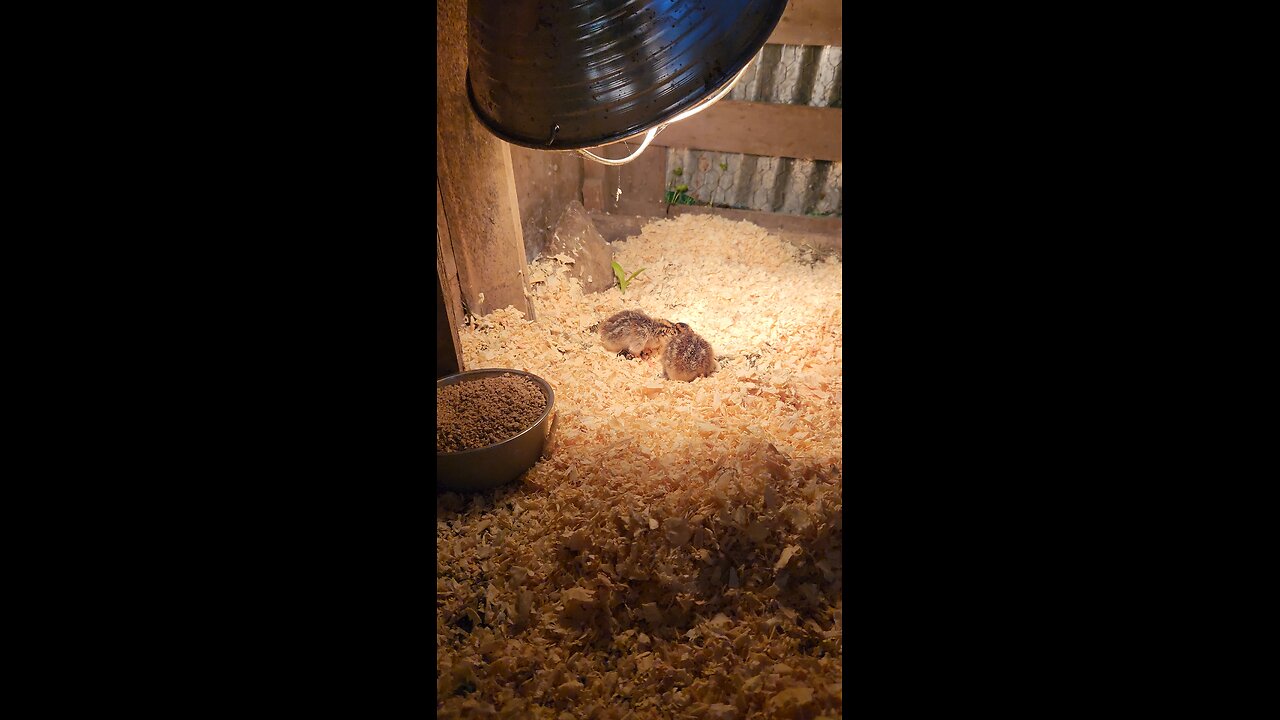 Keets