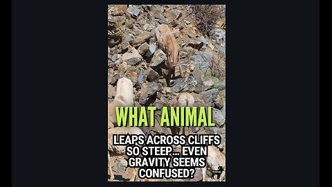 What animal leaps across cliffs so steep… even gravity seems confused Meet the Bighorn Sheep!